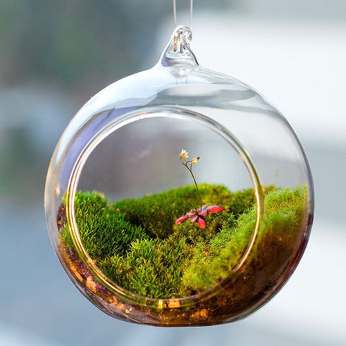 Terrarium Ball Globe Shape Clear Hanging Glass Vase Flower Plants Container Ornament Micro Landscape DIY Wedding Home Decor